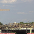 15_40-mast.jpg