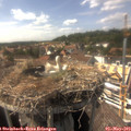 15_50-nest.jpg