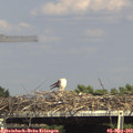 15_55-mast.jpg