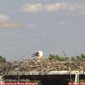 16_00-mast.jpg