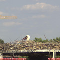 16_05-mast.jpg