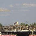 16_10-mast.jpg