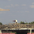 16_20-mast.jpg