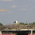 16_25-mast.jpg