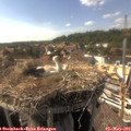 16_25-nest.jpg