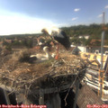 16_35-nest.jpg