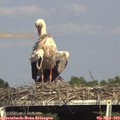 16_40-mast.jpg