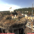 16_40-nest.jpg