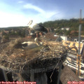 16_50-nest.jpg