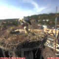 16_55-nest.jpg