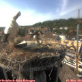 17_00-nest.jpg