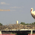 17_05-mast.jpg