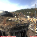 17_05-nest.jpg
