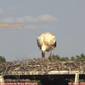 17_10-mast.jpg