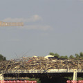 17_15-mast.jpg