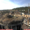 17_15-nest.jpg