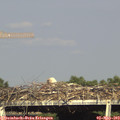 17_20-mast.jpg