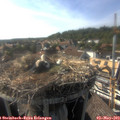 17_20-nest.jpg