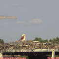 17_30-mast.jpg