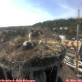 17_30-nest.jpg