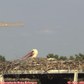 17_35-mast.jpg