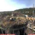 17_35-nest.jpg