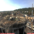 17_45-nest.jpg