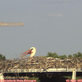 17_50-mast.jpg