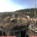 17_50-nest.jpg