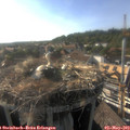 17_55-nest.jpg