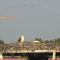 18_00-mast.jpg