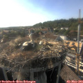18_05-nest.jpg