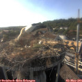 18_10-nest.jpg