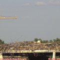 18_15-mast.jpg