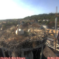 18_15-nest.jpg
