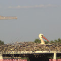 18_20-mast.jpg