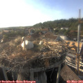 18_20-nest.jpg