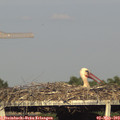 18_25-mast.jpg