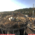 18_25-nest.jpg