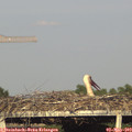 18_30-mast.jpg