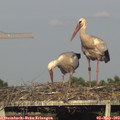 18_35-mast.jpg