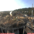 18_35-nest.jpg