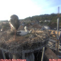 18_45-nest.jpg