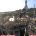 18_55-nest.jpg