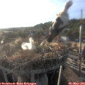 19_00-nest.jpg