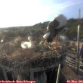 19_05-nest.jpg