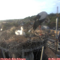 19_10-nest.jpg