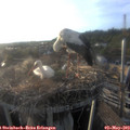 19_15-nest.jpg