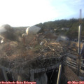 19_20-nest.jpg