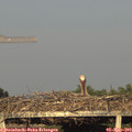 19_25-mast.jpg